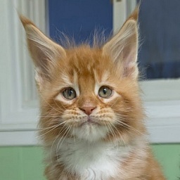 Fox Monterini