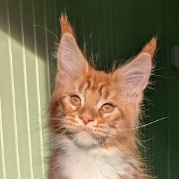 Fox Monterini