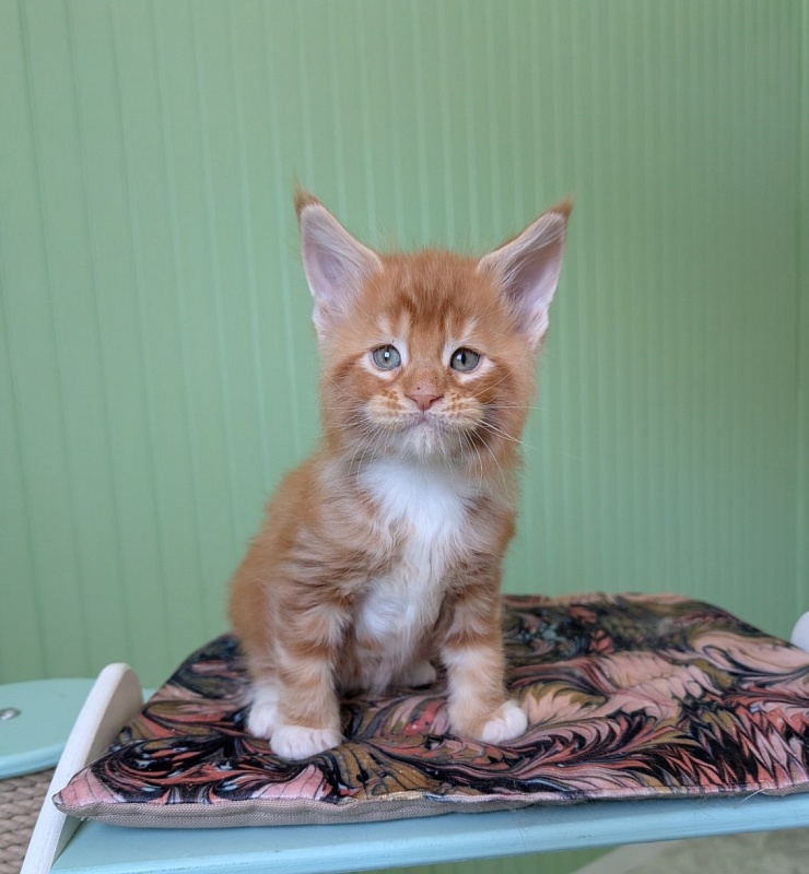 Fox Monterini - Kitten maine-coon 1 month 1.5 week