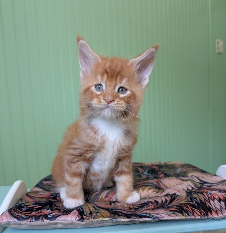 Fox Monterini - Kitten maine-coon 1 month 1.5 week