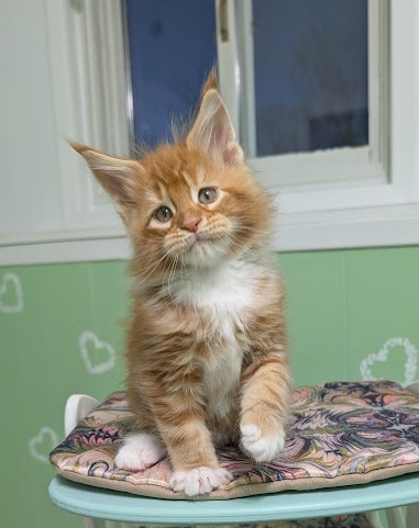 Fox Monterini - Kitten maine-coon 1 month 3 weeks