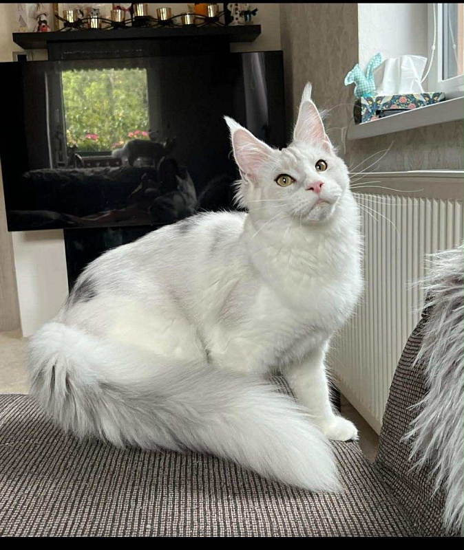 Tygy Viktoria Pride, CZ - maine-coon