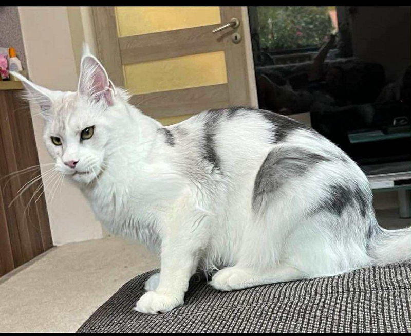Tygy Viktoria Pride, CZ - maine-coon