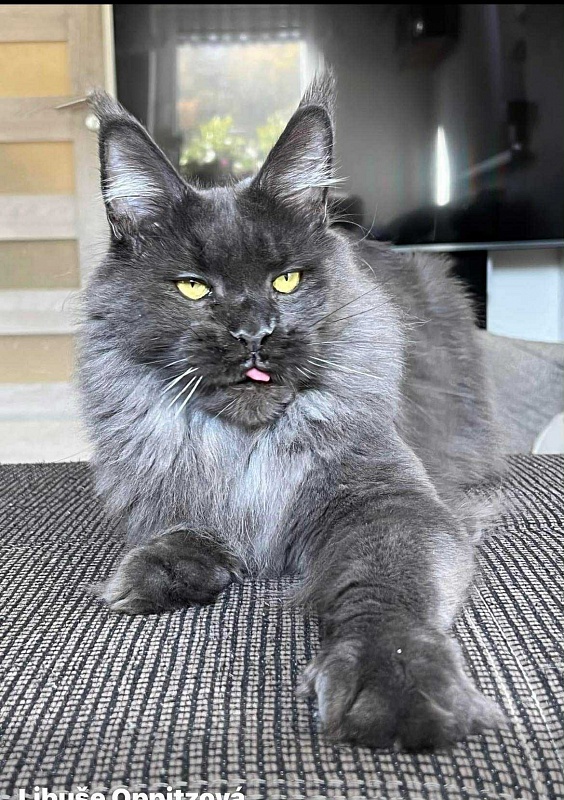 Lorre Lay Viktoria Pride, CZ - maine-coon