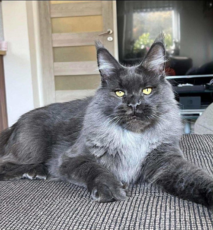 Lorre Lay Viktoria Pride, CZ - maine-coon