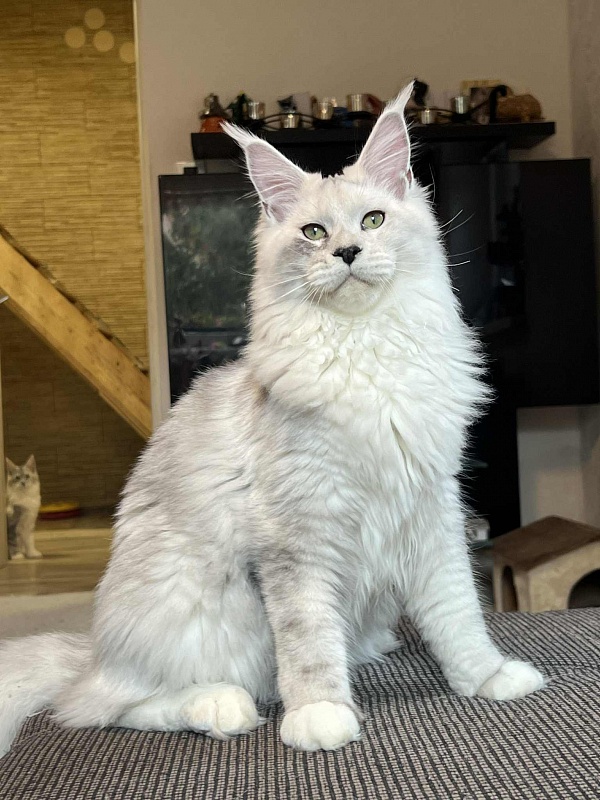 Uranius Viktoria Pride, CZ - Junior maine-coon 7 months 2.5 weeks