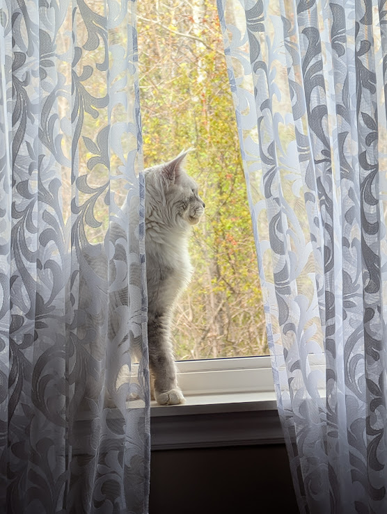 Uranius Viktoria Pride, CZ - Adult maine-coon 1 year 3 months 1.5 week
