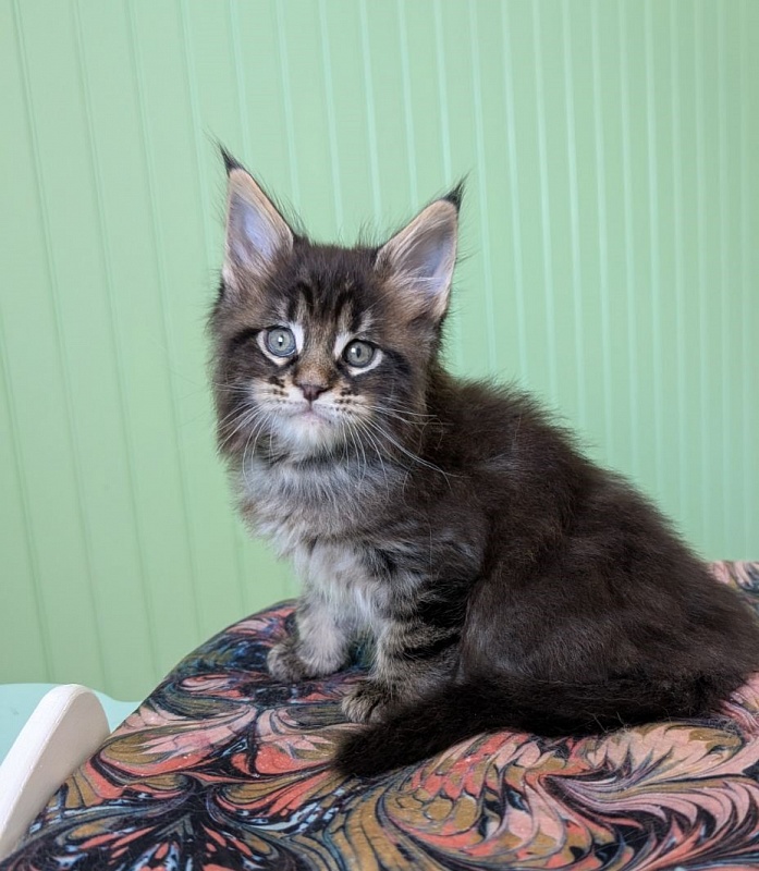 Finlandia Monterini - Кошеня мейн-кун 1 місяць 1,5 тиждень