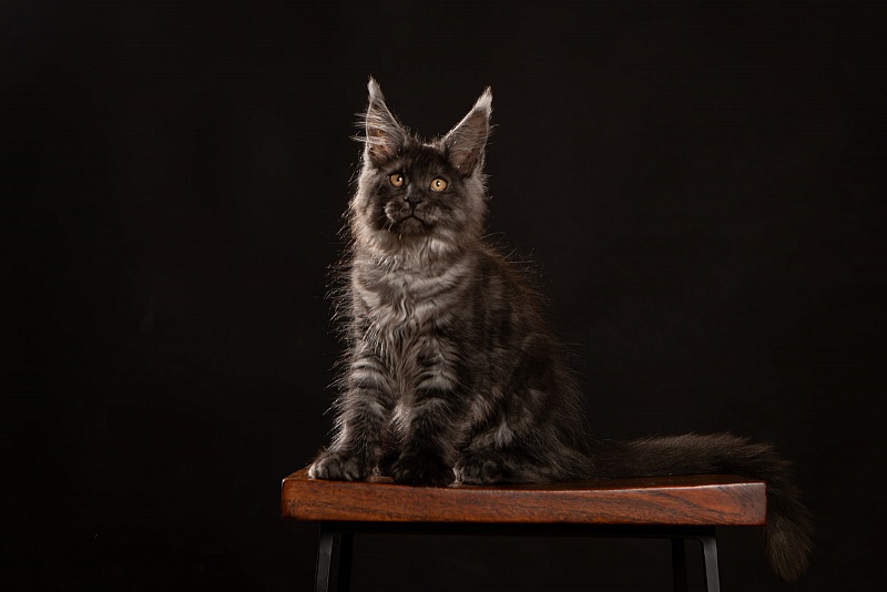Haze Monterini - Kitten maine-coon 2 months 3.5 weeks