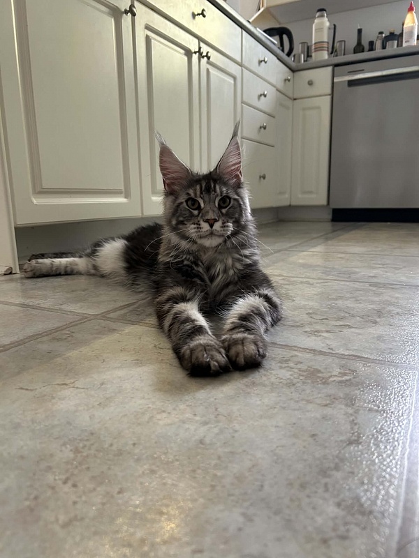 Hamilton Monterini - Kitten maine-coon 5.5 months