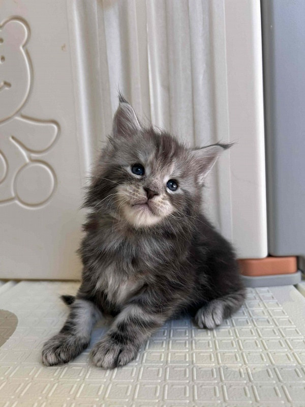 Hamilton Monterini - Kitten maine-coon 4 weeks