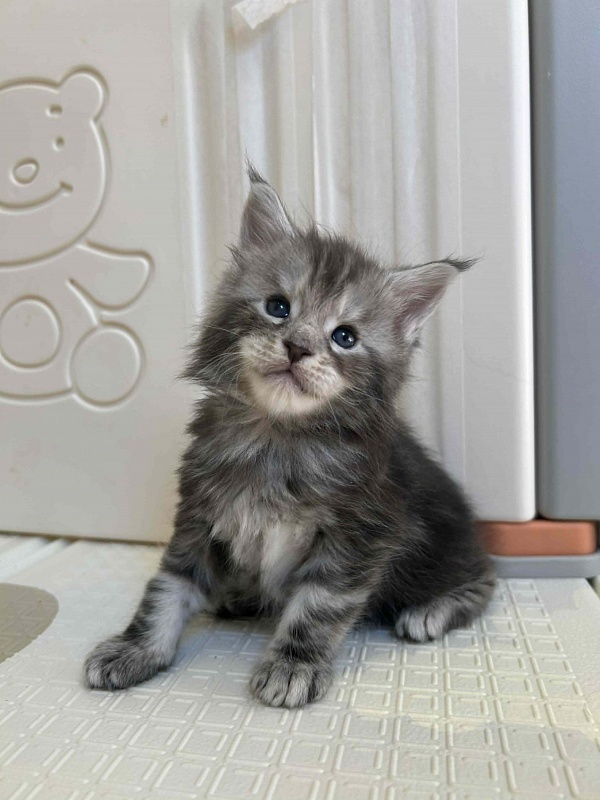 Hamilton Monterini - Kitten maine-coon 4 weeks