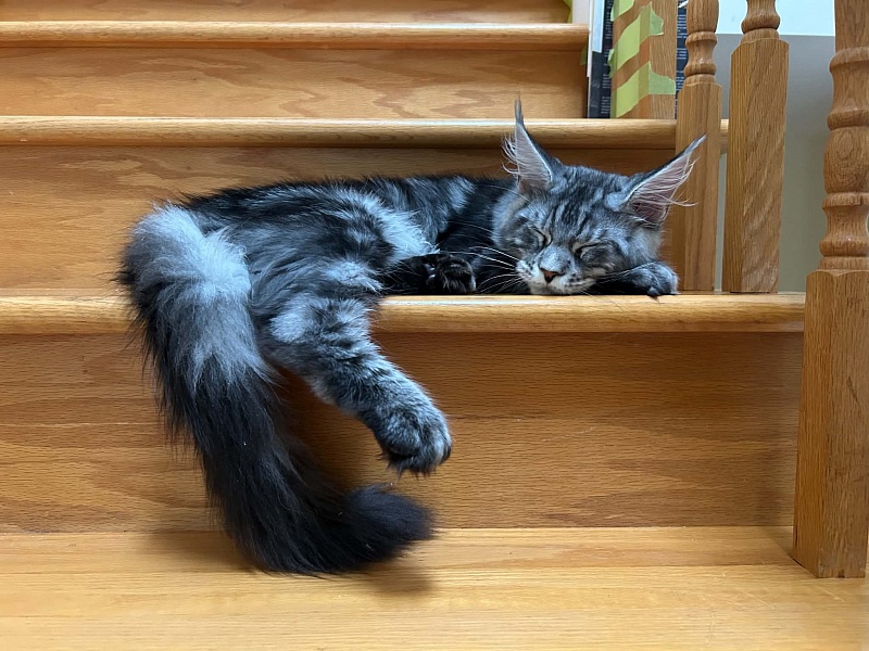 Hamilton Monterini - Kitten maine-coon 5.5 months