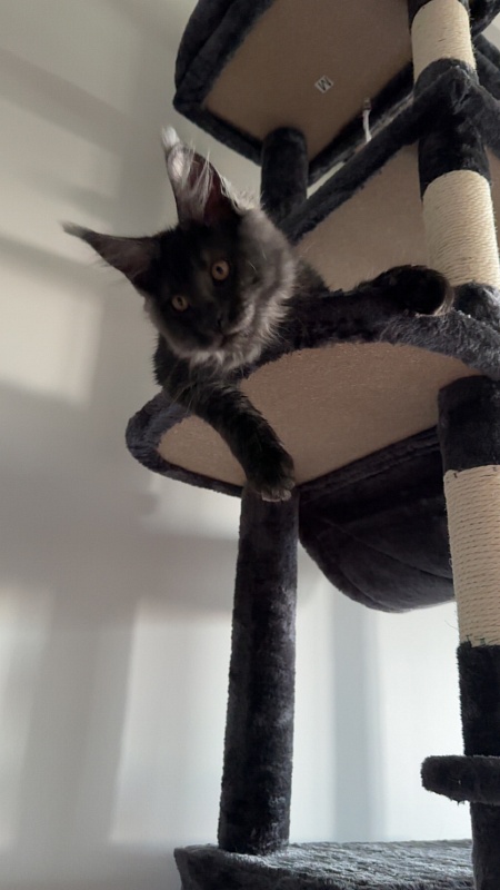 Houdini Monterini - Kitten maine-coon 5 months