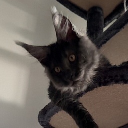 Houdini Monterini