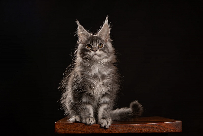 Holms Monterini - Kitten maine-coon 2 months 3.5 weeks