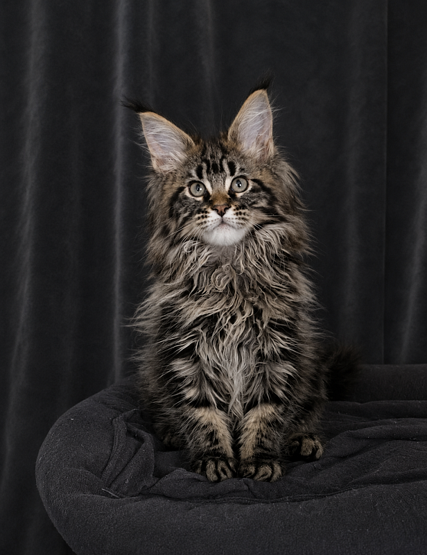 I'm Goldie Monterini - Kitten maine-coon 2 months 2.5 weeks