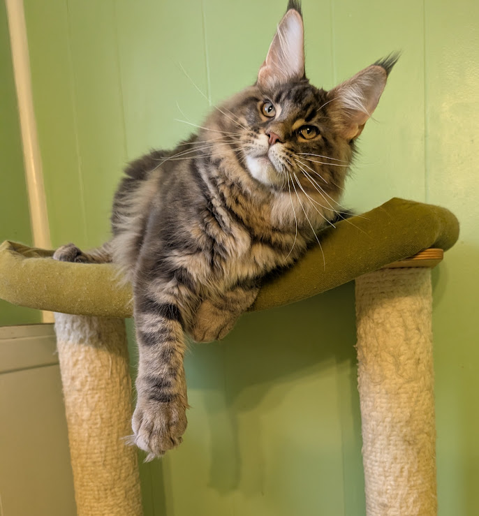Indigo Monterini - Kitten maine-coon 6 months