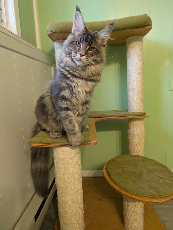 Indigo Monterini - Kitten maine-coon 6 months