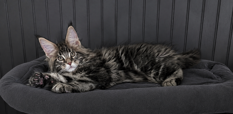 Indigo Monterini - Kitten maine-coon 2 months 2.5 weeks