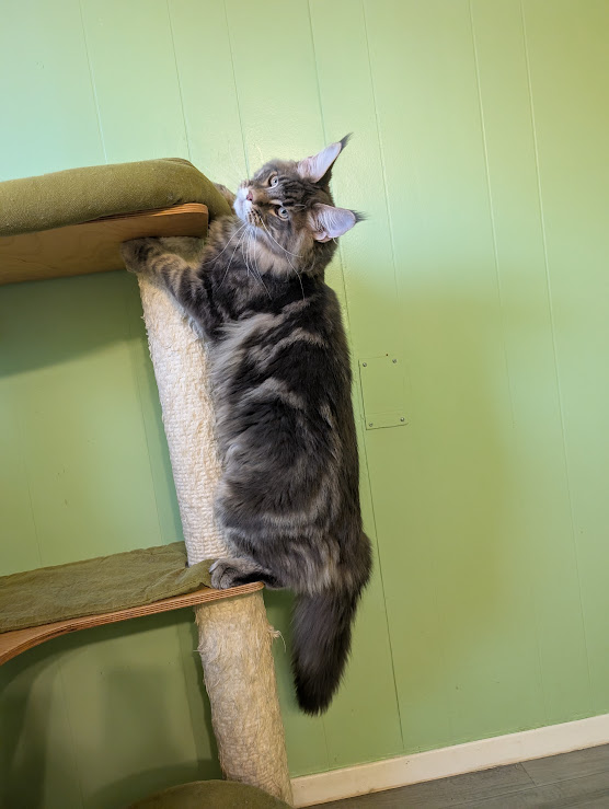 Indigo Monterini - Kitten maine-coon 6 months