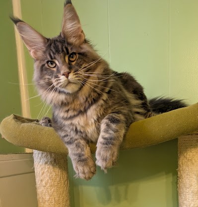 Indigo Monterini - Kitten maine-coon 6 months