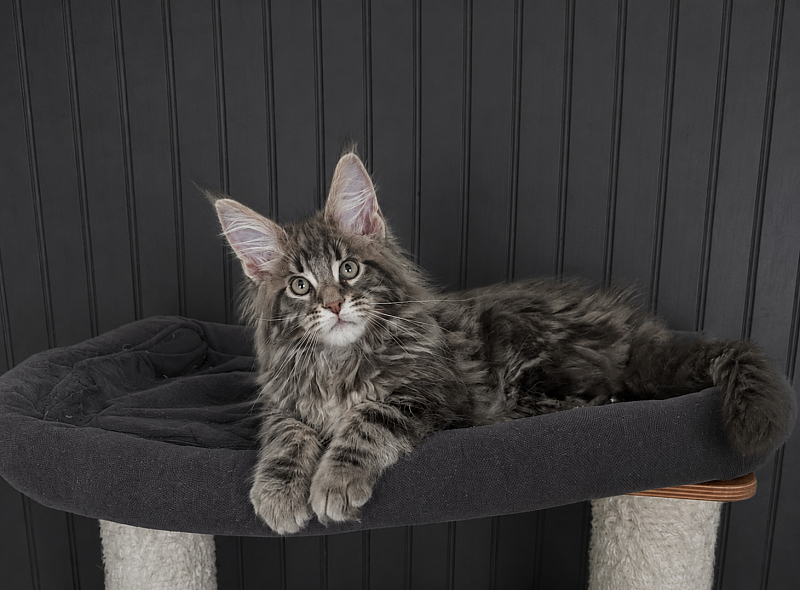 Indigo Monterini - Kitten maine-coon 2 months 2.5 weeks