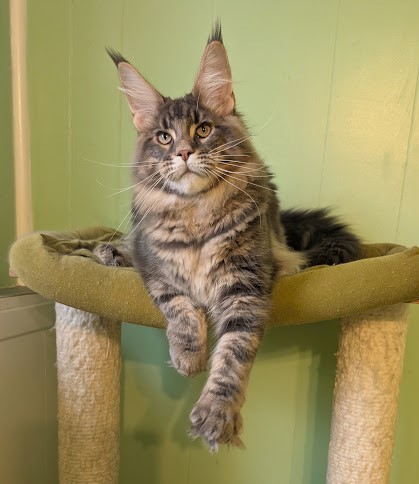Indigo Monterini - Kitten maine-coon 6 months