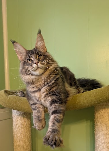 Indigo Monterini - Kitten maine-coon 6 months
