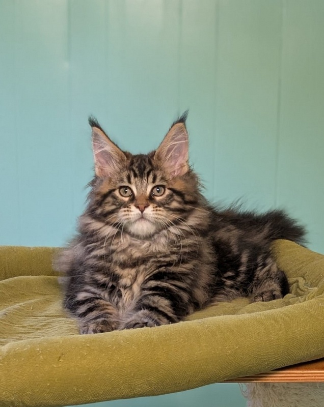 Irving Monterini - Kitten maine-coon 2 months 3 weeks