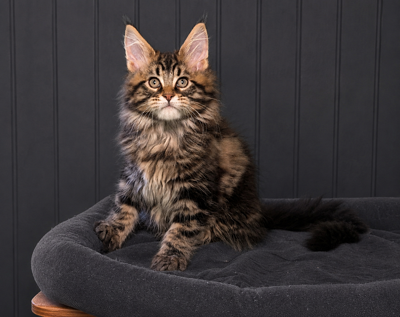 Irving Monterini - Kitten maine-coon 2 months 3 weeks