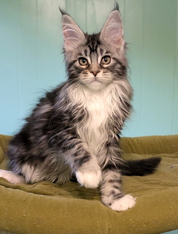 Jada Monterini - Kitten maine-coon 2 months 3 weeks