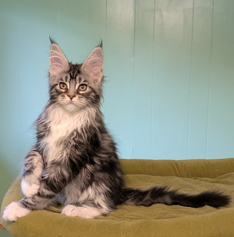 Jada Monterini - Kitten maine-coon 2 months 3 weeks