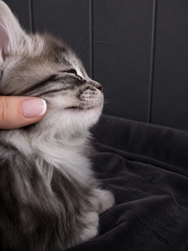 Jada Monterini - Kitten maine-coon 1 month 3.5 weeks