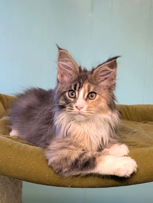 J'adore Monterini - Kitten maine-coon 2 months 3 weeks
