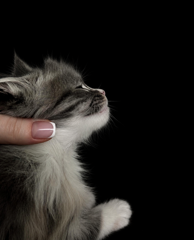 J'adore Monterini - Kitten maine-coon 1 month 1 week
