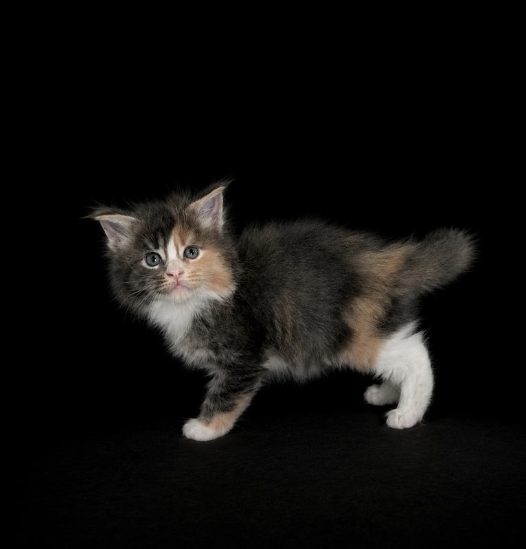J'adore Monterini - Kitten maine-coon 1 month 1 week