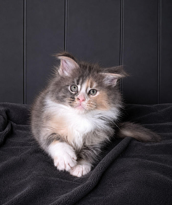 J'adore Monterini - Kitten maine-coon 1 month 3.5 weeks