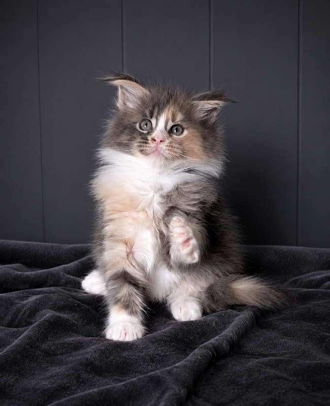J'adore Monterini - Kitten maine-coon 1 month 3.5 weeks
