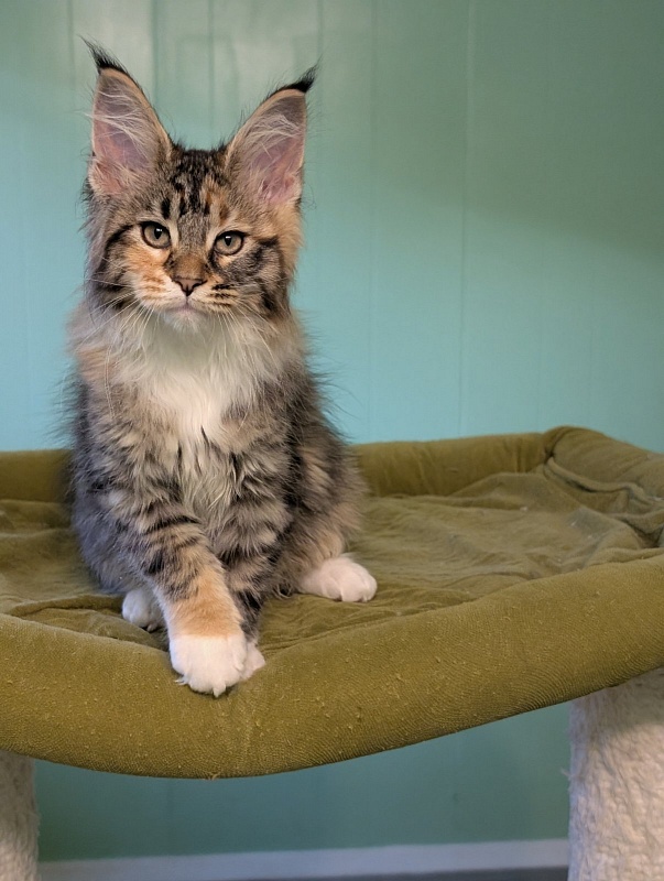 Jagger Monterini - Kitten maine-coon 2 months 3 weeks
