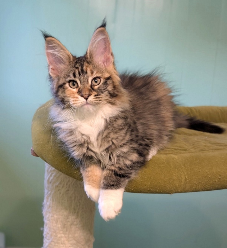 Jagger Monterini - Kitten maine-coon 2 months 3 weeks