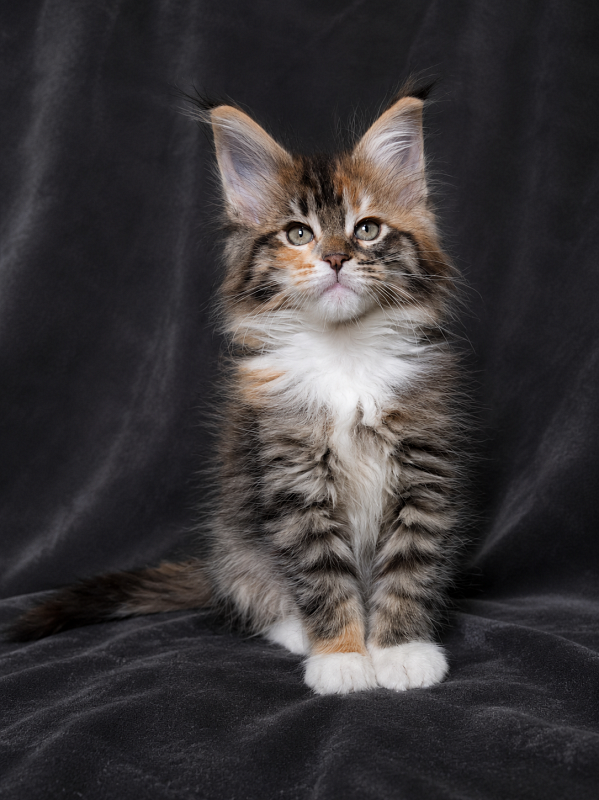 Jagger Monterini - Kitten maine-coon 1 month 3.5 weeks