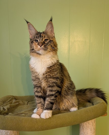 Jagger Monterini - Kitten maine-coon 6 months