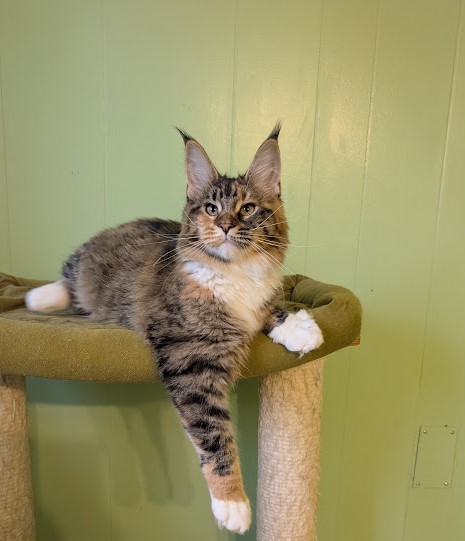 Jagger Monterini - Kitten maine-coon 6 months