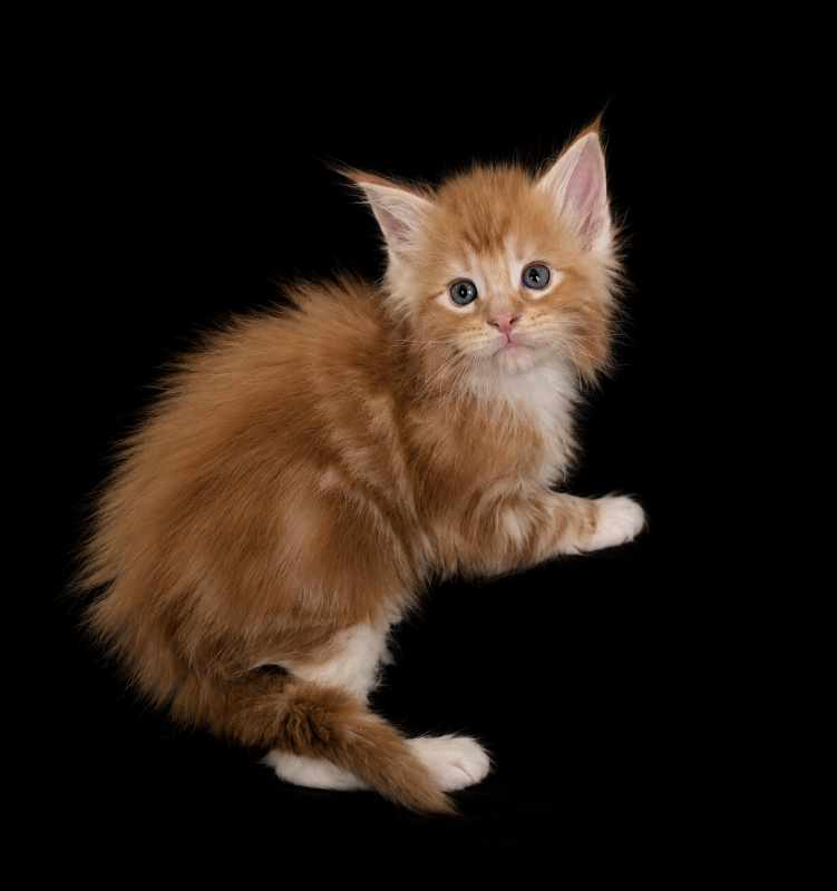 Jaguar Monterini - Kitten maine-coon 1 month 1 week