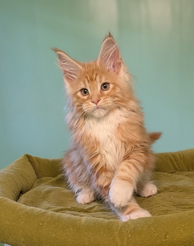 Jaguar Monterini - Kitten maine-coon 2 months 3 weeks