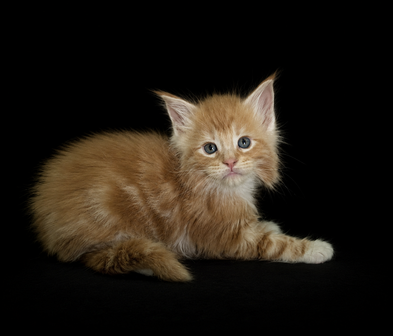 Jaguar Monterini - Kitten maine-coon 1 month 1 week