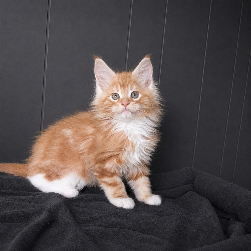 Jaguar Monterini - Kitten maine-coon 1 month 3.5 weeks