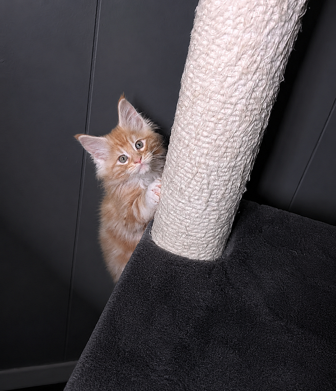 Jaguar Monterini - Kitten maine-coon 1 month 3.5 weeks