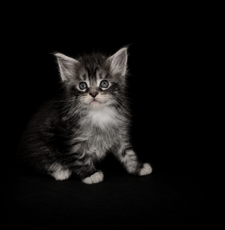 Jewel Monterini - Kitten maine-coon 1 month 1 week
